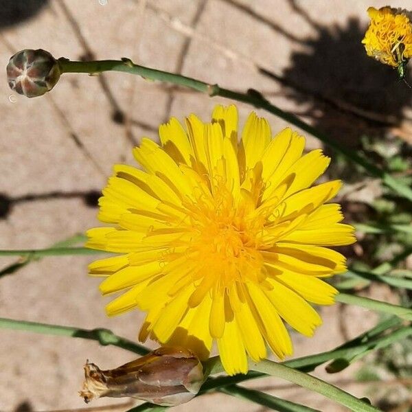 Launaea fragilis Квітка