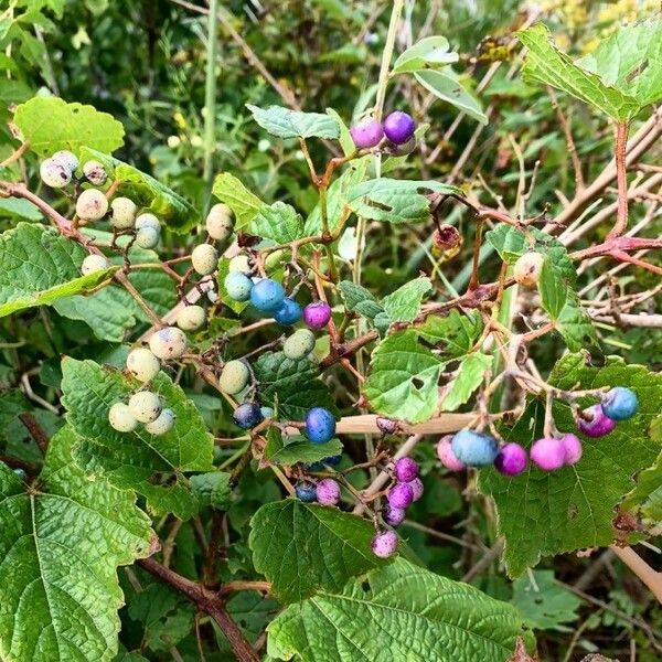 Ampelopsis cordata Frukt