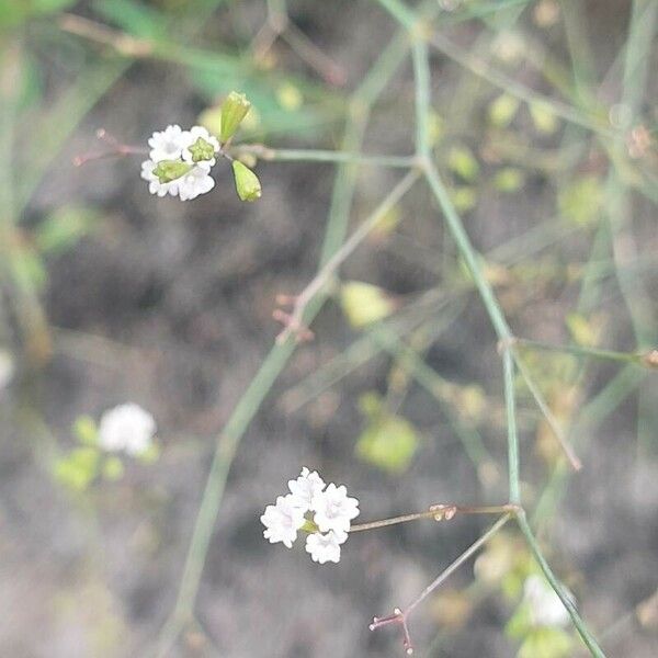 Boerhavia erecta Flors