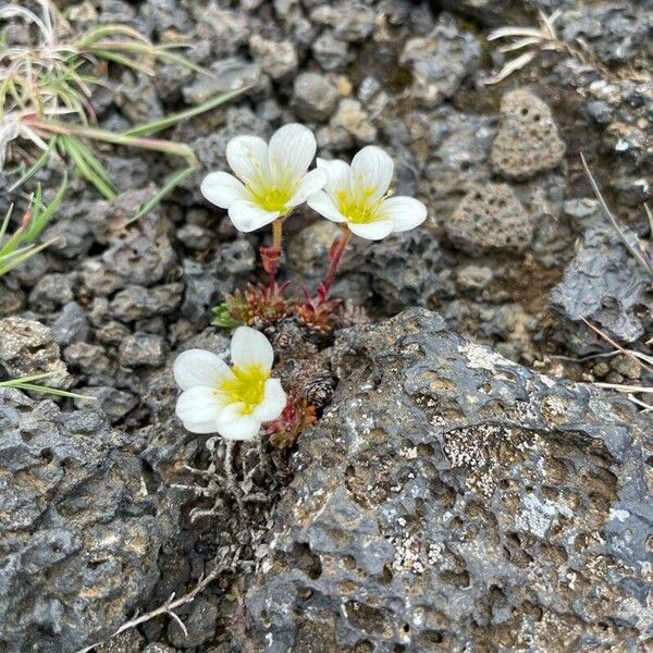 Saxifraga cespitosa Flor