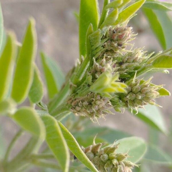 Glycyrrhiza glabra Flower