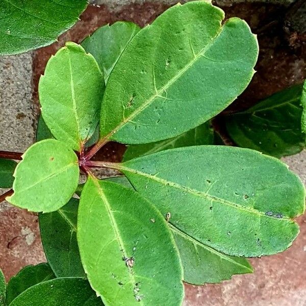 Gaultheria procumbens পাতা