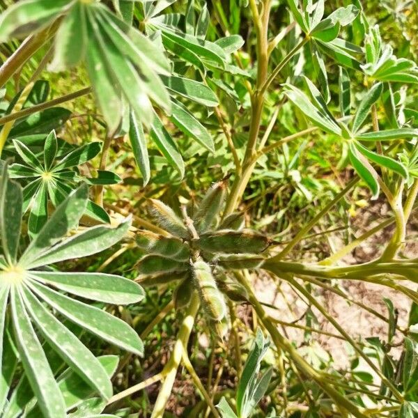 Lupinus cosentinii Fruit