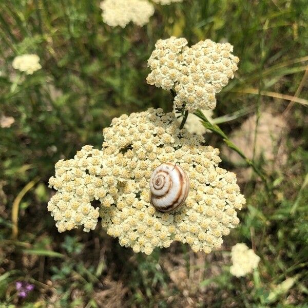 Achillea ligustica Cvet