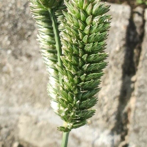 Eleusine tristachya Flower