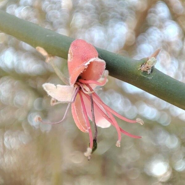 Capparis decidua Flower