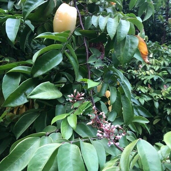 Averrhoa carambola മറ്റ്