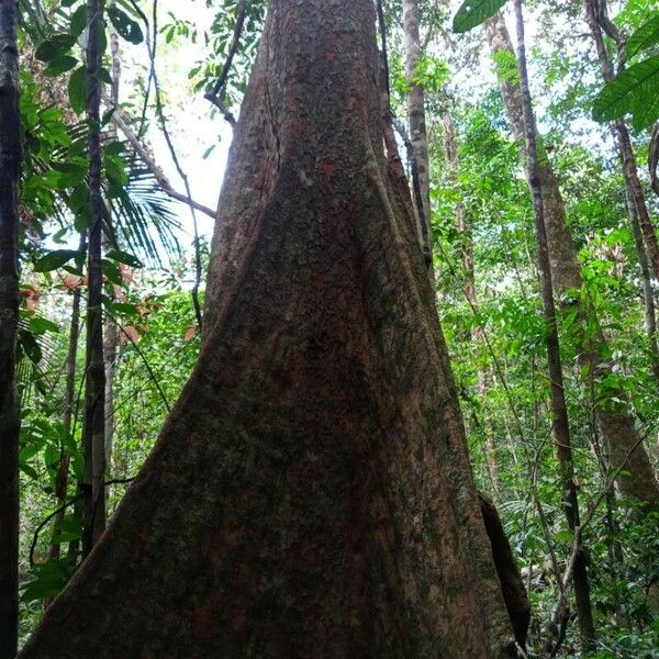 Pradosia cochlearia Escorça