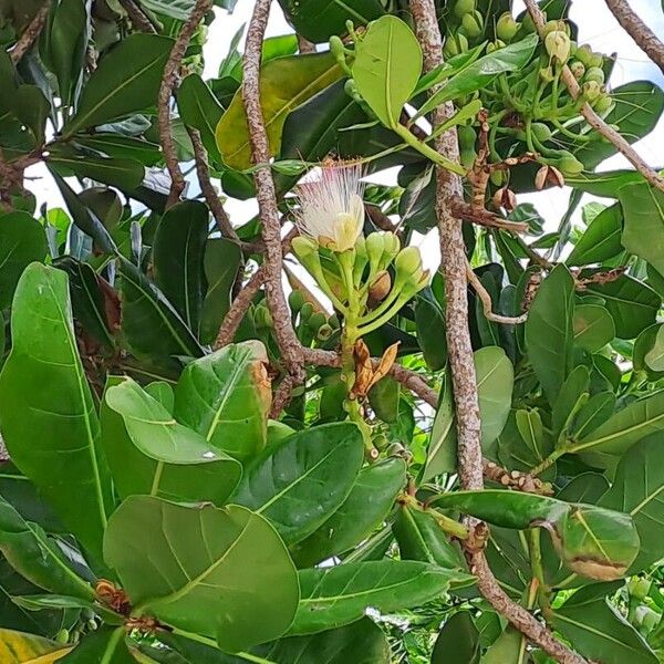 Barringtonia asiatica Кветка