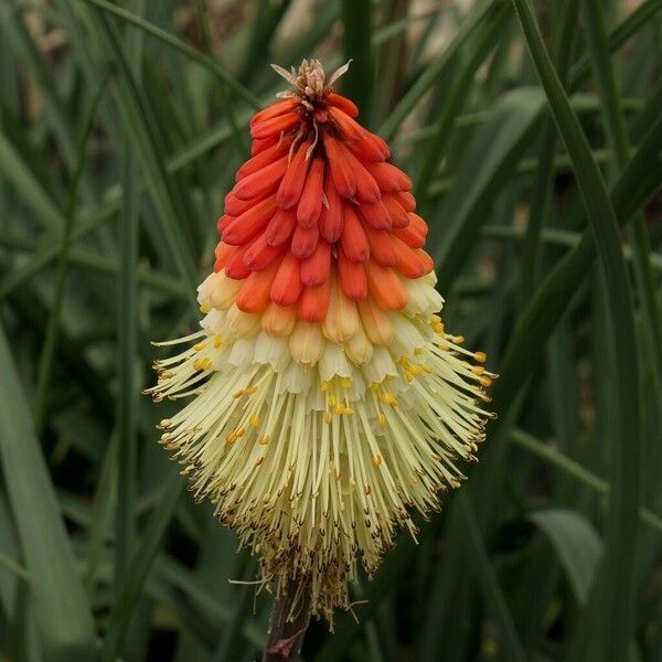 Kniphofia uvaria 花