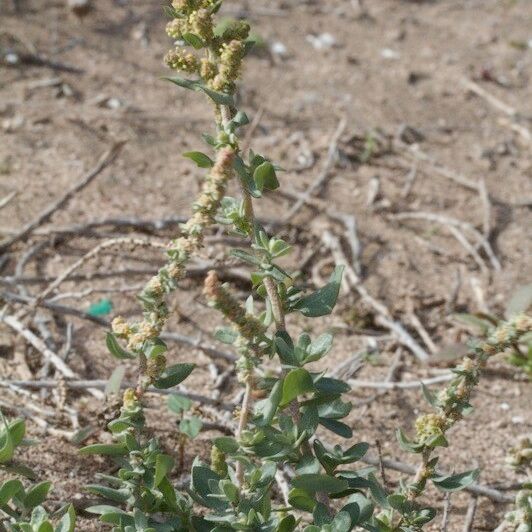 Atriplex glauca आदत