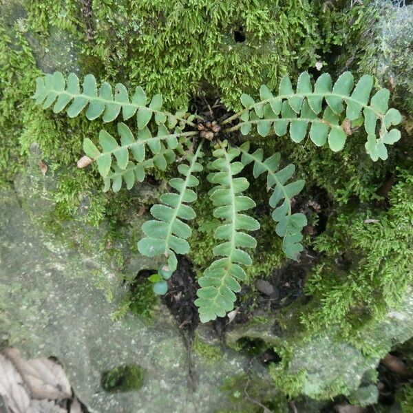 Asplenium ceterach Leaf