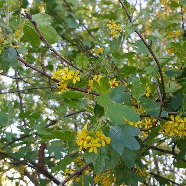 Ribes aureum 花