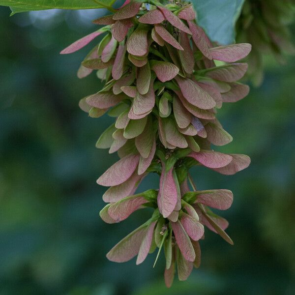 Acer pseudoplatanus ᱡᱚ