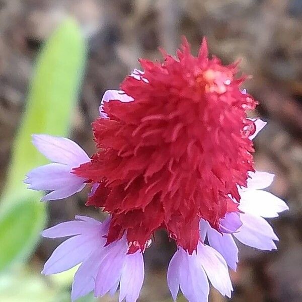 Primula vialii Flower