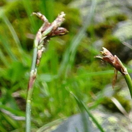 Carex ornithopoda Flor