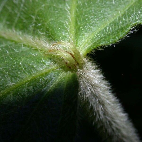 Acalypha macrostachya Bark