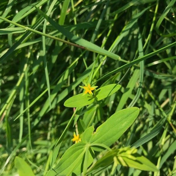 Hypericum mutilum Blomst