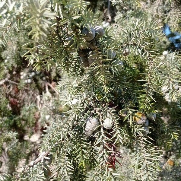 Juniperus drupacea Fruit