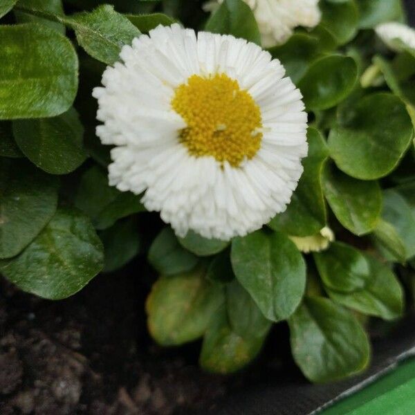 Bellis rotundifolia Кветка