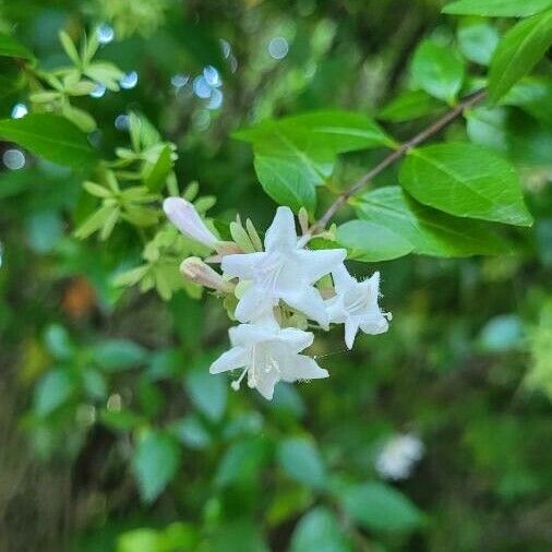 Abelia chinensis Flors