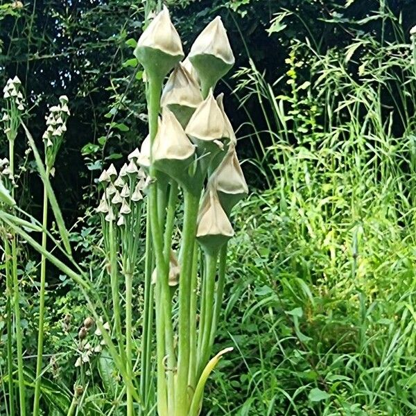 Allium siculum Фрукт