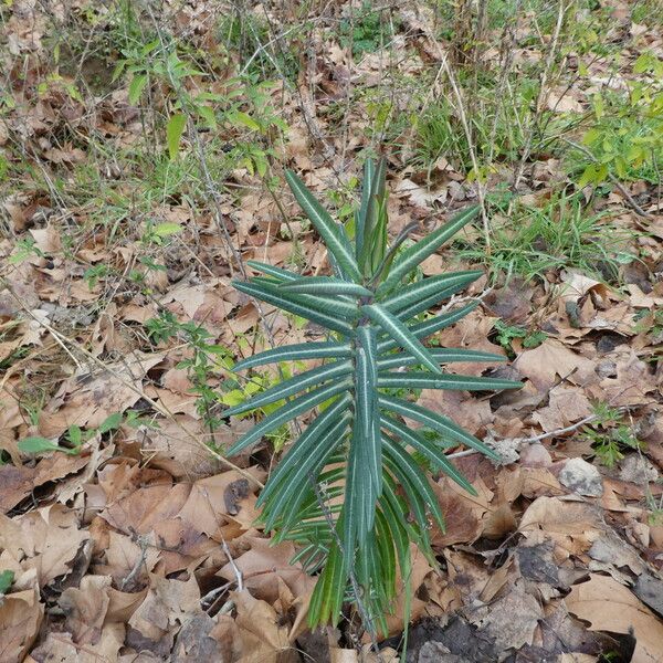 Euphorbia lathyris Coajă