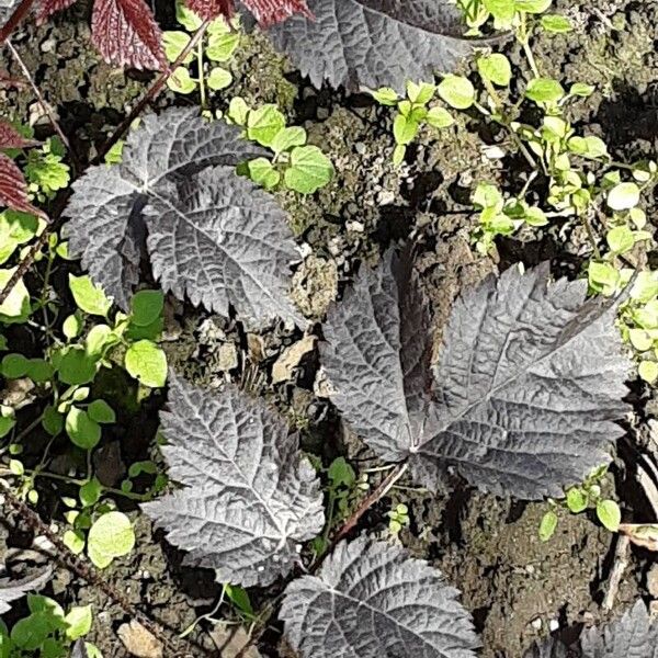 Actaea racemosa Frunză