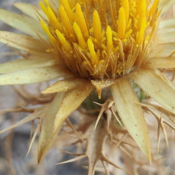 Carlina corymbosa Flower