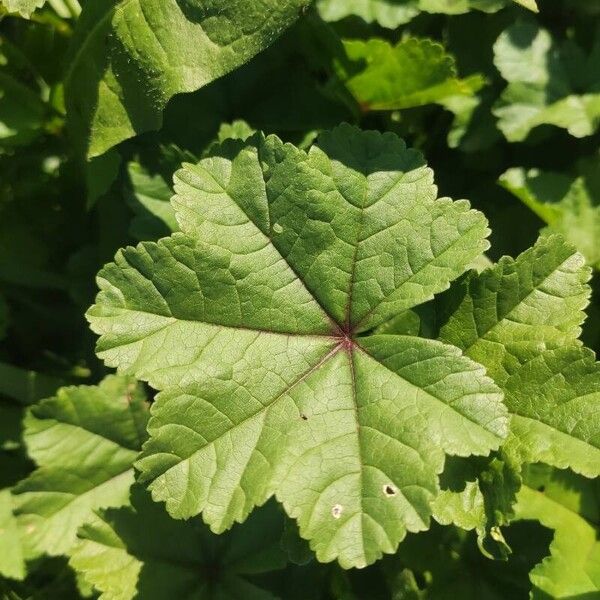 Malva parviflora Blatt