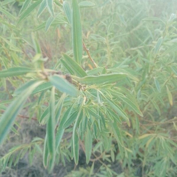 Gomphocarpus physocarpus 叶