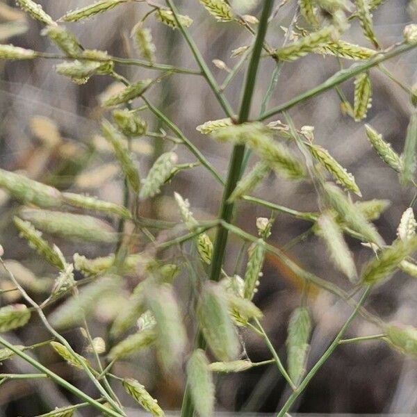 Eragrostis minor Blüte