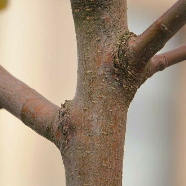 Alnus alnobetula Bark