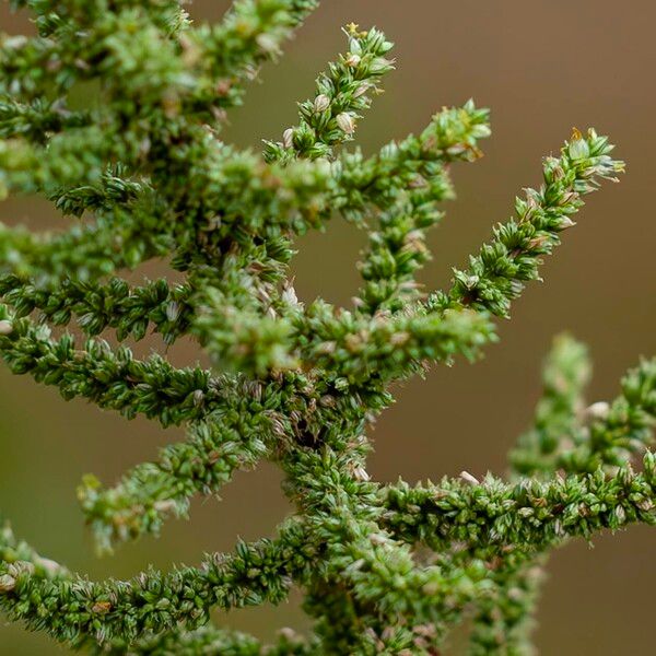 Amaranthus viridis ᱵᱟᱦᱟ