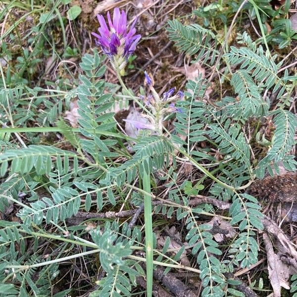 Astragalus onobrychis Hàbitat