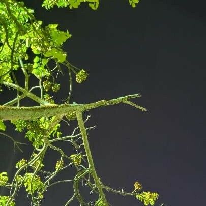 Utricularia gibba Leaf