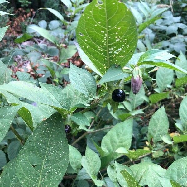 Atropa bella-donna Fruit