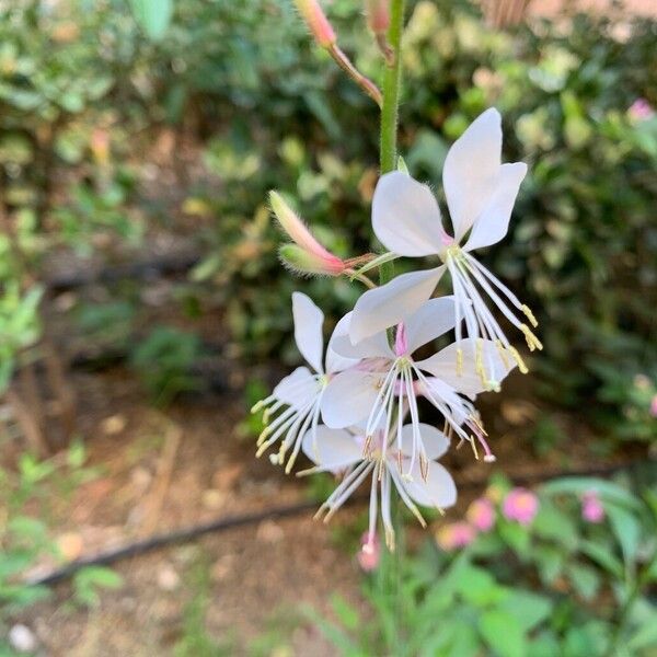 Oenothera gaura Floro