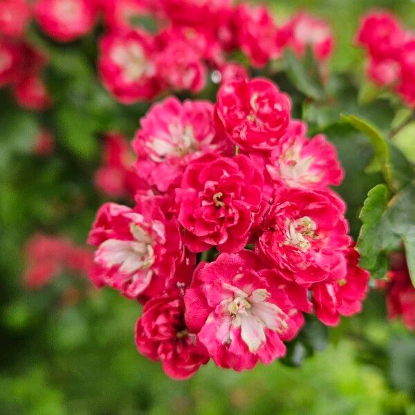 Crataegus laevigata Цветок