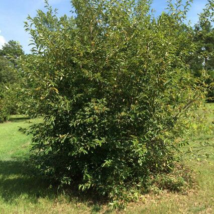 Castanea pumila Habit