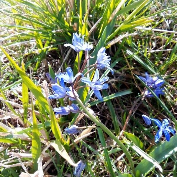 Scilla bifolia Fiore