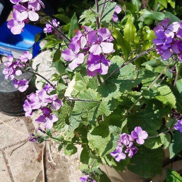 Lunaria annua Cvet