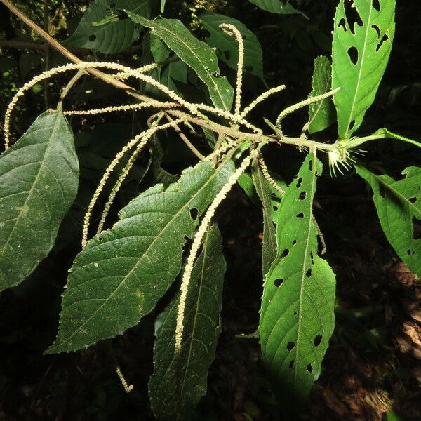 Acalypha diversifolia Foglia