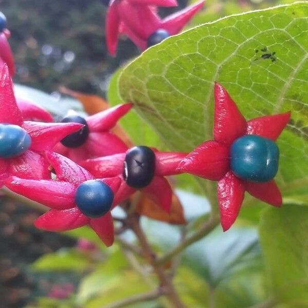 Clerodendrum trichotomum Frucht