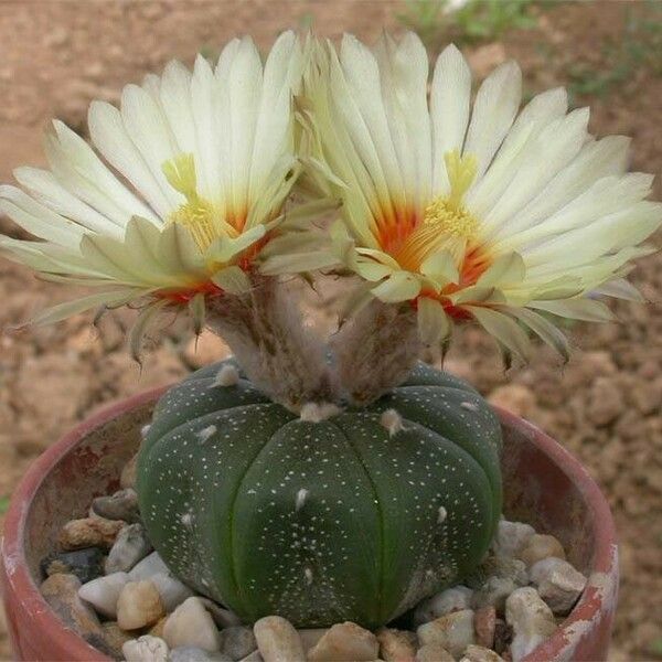 Astrophytum asterias Flower