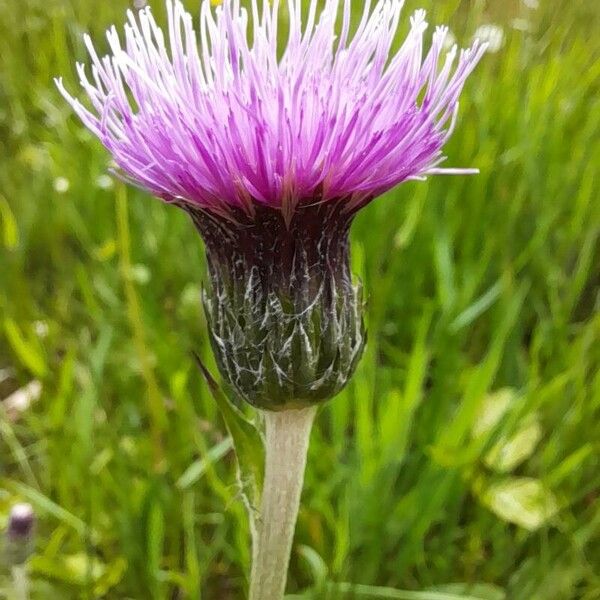 Cirsium dissectum Λουλούδι