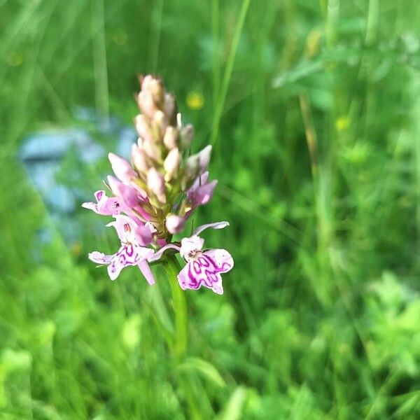 Dactylorhiza fuchsii Blüte