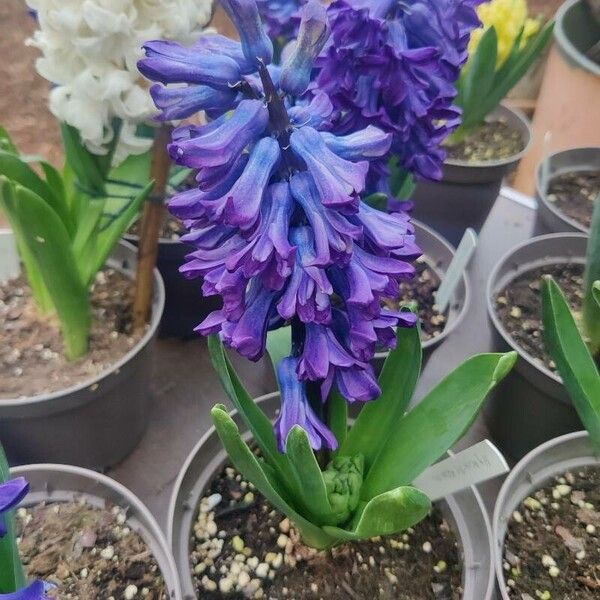 Hyacinthus orientalis Flower