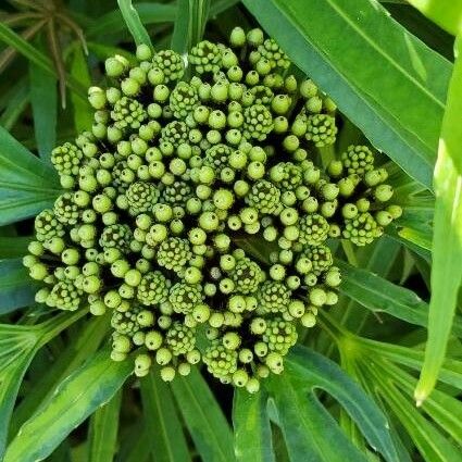 Osmoxylon lineare Flower