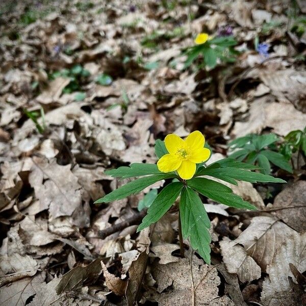 Anemonoides ranunculoides Flor